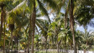 An idyllic palm grove